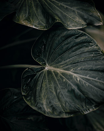 Plant, Macro, Close-Up, Leaflet HD phone wallpaper