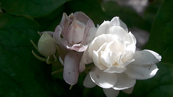 mogra, Arabian jasmine flower HD wallpaper