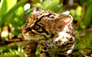Ocelot , Graceful wildcat, Striking poses, Mysterious aura HD wallpaper