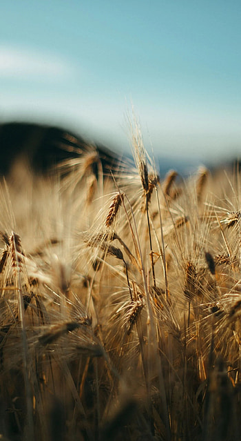 Farm , Mobile-friendly, Farm life visuals, Backgrounds HD phone wallpaper