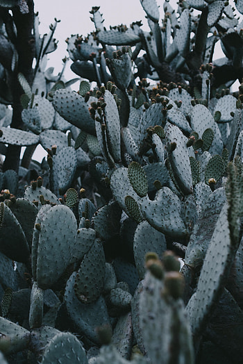 Nature, Needle, Plant, Cactus, Prickles, Thorns HD phone wallpaper