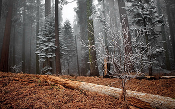 Nature, Trees, Grass, Bush, Forest, Frost, Hoarfrost, Withered, It's A Sly, Log HD wallpaper