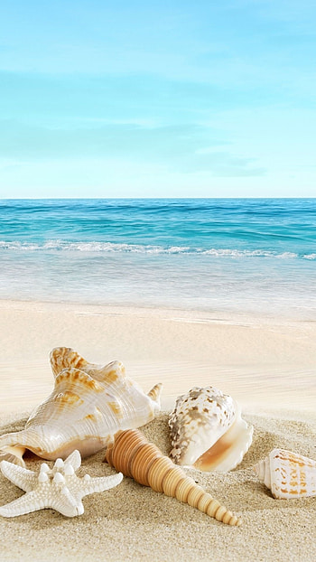 Nature Sunny Sea, Shell Beach HD phone wallpaper