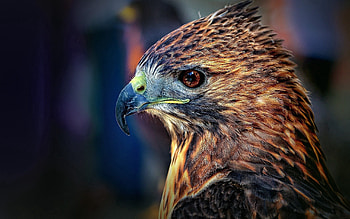 Animals, Bird, Beak, Predator, Falcon HD wallpaper
