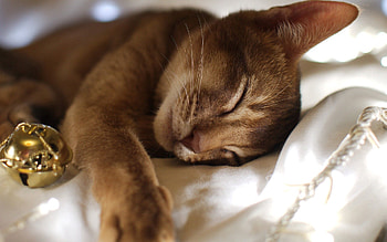 Animals, Cat, Lie, To Lie Down, Muzzle, Sight, Opinion HD wallpaper