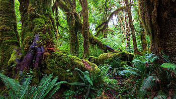 Moss, Amazon Rain Forest HD wallpaper
