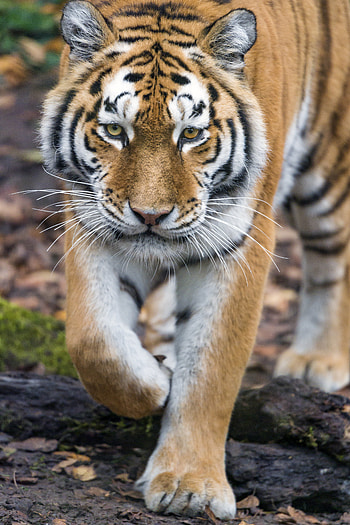 Animals, Muzzle, Predator, Big Cat, Sight, Opinion, Tiger HD phone wallpaper