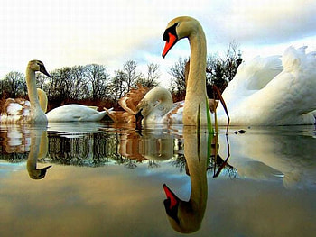 Swans Reflection, cool, swans, reflection HD wallpaper