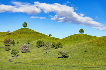 Nature, Trees, Grass, Sky, Path, Hill HD wallpaper