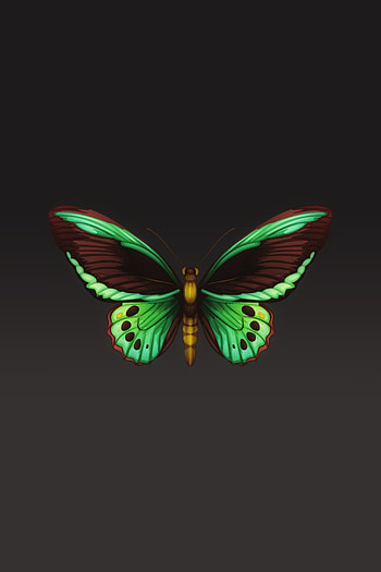 Patterns, Minimalism, Insect, Butterfly, Wings HD phone wallpaper