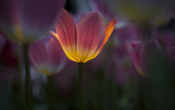Tulip, tulips, flowers HD wallpaper