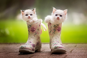 Neptun and Neon, sweet, white, cats, cute, fluffy, kittens, playing, pretty, funny, adorable, boots HD wallpaper
