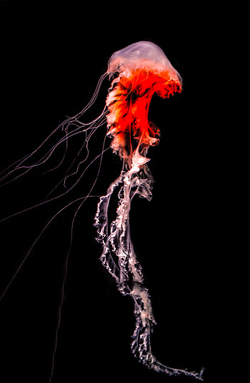 Animals, Jellyfish, Tentacle, Underwater, Submarine HD phone wallpaper