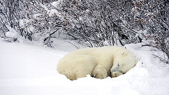 Animals, Winter, Snow, Forest, Sleep, Dream, Polar Bears, Bask HD wallpaper