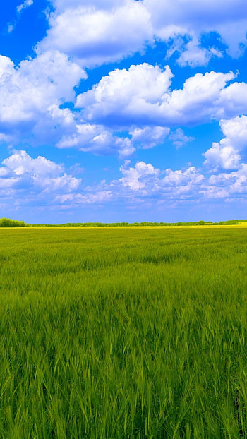 Tree clouds , Heavenly atmosphere, Nature's serenity, Peaceful setting HD phone wallpaper