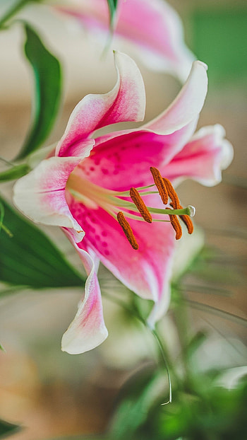 Pink Lily, Beautiful, Flower HD phone wallpaper