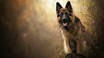 German Shepherd, Loyalty, Energetic, Intelligent HD wallpaper