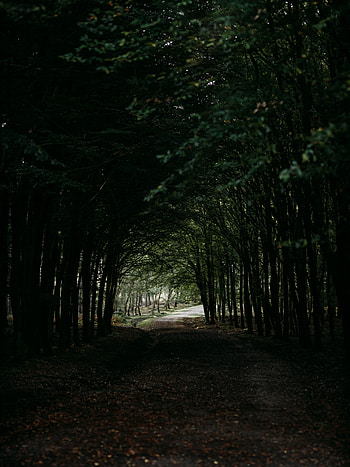 Nature, Trees, Dark, Forest, Tunnel, Track HD phone wallpaper