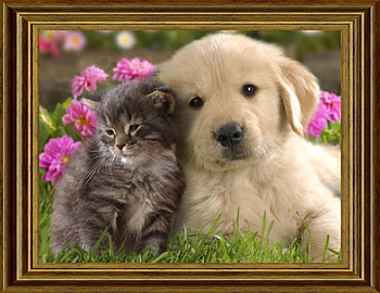 CUTE FRIENDS, NATURE, CUTE, , FRIENDS HD wallpaper