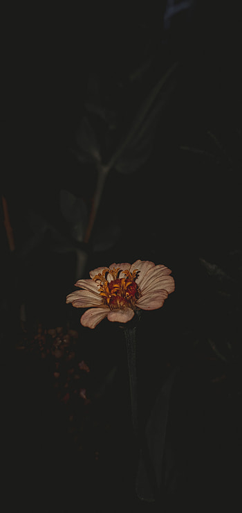 Flower, dark HD phone wallpaper