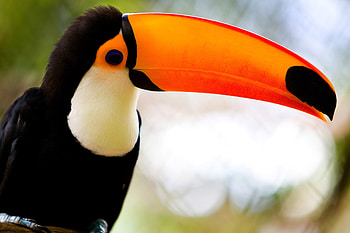 Animals, Bird, Sit, Beak, Toucan HD wallpaper