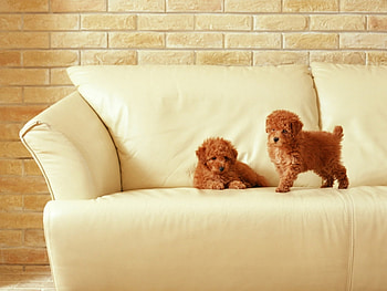 brand new playground, dog, cute, puppy, pet HD wallpaper
