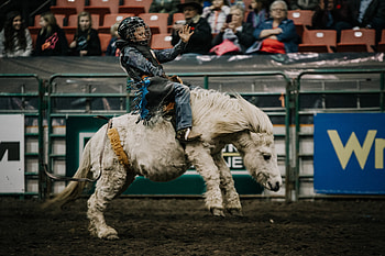 Rodeo, Stephanie Coombes Creative, Sports HD wallpaper