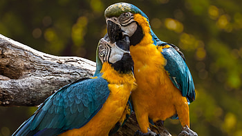 Zoo parrot macaw, Kiss pair , Nature's love, Colorful affection HD wallpaper