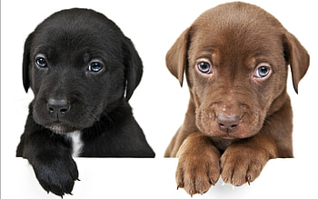 Puppies, animal, dog, puppy, black, brown, cute, paw, caine HD wallpaper