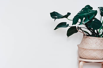 A lush monstera plant in a wicker basket set against a minimalist white background. HD wallpaper