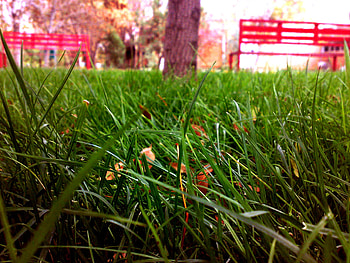 green grass, grass, aria, green, park HD wallpaper