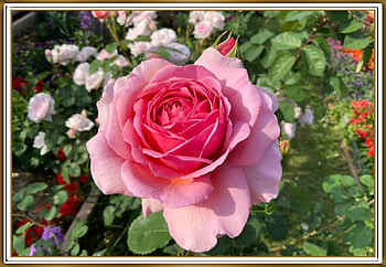 STUNNING ROSE, PRETTY, NATURE, ROSE HD wallpaper