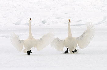 Welcome back Cinzia....we missed you!!!, omar, cinzia, kisses, hugs HD wallpaper