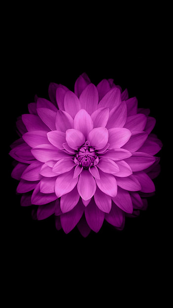 Vertical flowers , backgrounds, Nature beauty, Floral HD phone wallpaper