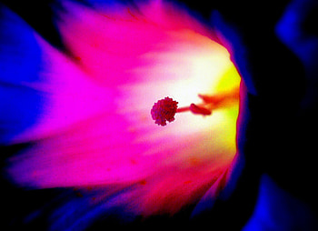 Super Nova, red and blue, flower HD wallpaper