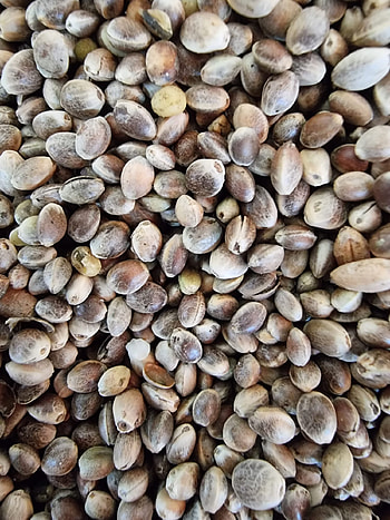 Public hemp products, CBD offerings, Comprehensive collection, Top-quality choices HD phone wallpaper