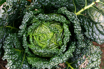 Leaves, Cabbage, Macro, Close-Up, Greens HD wallpaper