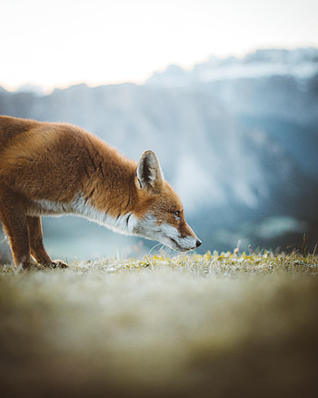 Animals, Fox, Ears, Profile, Nose HD phone wallpaper