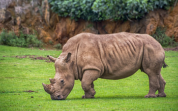 Rhino, animal, brown, large HD wallpaper