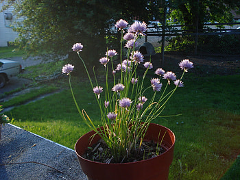 chives, flowers HD wallpaper