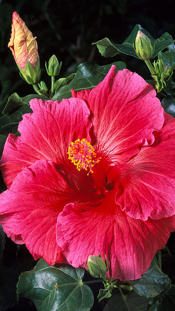 Hibiscus, Red, Flower, Hibiscus Flower HD phone wallpaper