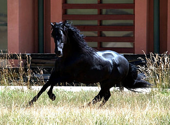 Black Beam, spanish, andalusian, horses, black HD wallpaper