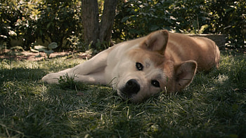 Akita , Canine majesty, Stunning visuals, perfection HD wallpaper