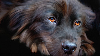 Lond haired black dog, Long hair, Eyes, Dog, Animal HD wallpaper
