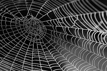 Spider Web HD wallpaper