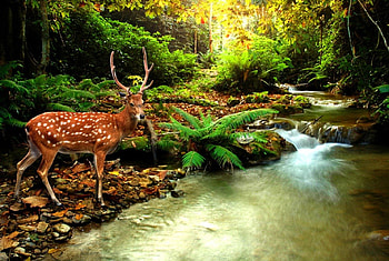 Wild beauty, rays, river, animal, sunny, creek, sunlight, glow, roe, wild, beauty, shore, shine, trees, autumn, water, fall, grass, falling, leaves, deer, branches, nature, forest, stream HD wallpaper