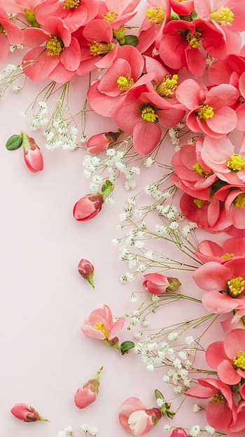 still life, pink flower, man made, flower HD phone wallpaper