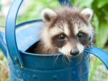 RACOON IN A CAN, CUTE, CAN, RACOON HD wallpaper