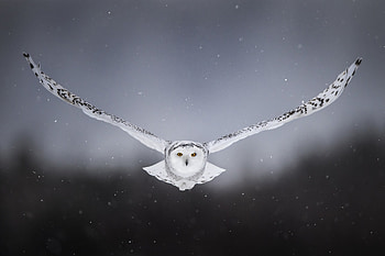 White Snow Owl Flying, owl, birds HD wallpaper