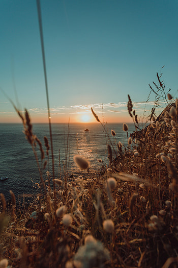 Nature, Sea, Sun, Horizon, Ears, Spikes HD phone wallpaper